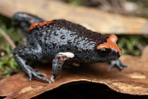 Red-crowned Toadlet