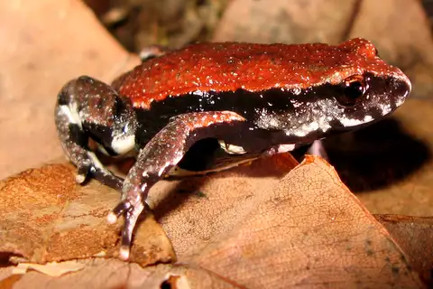 Red-backed Brood Frog