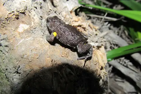 Dendy's Brood Frog