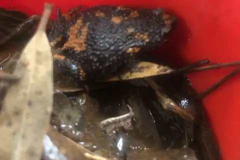 Gorge Brood Frog
