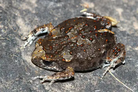 Crawling Brood Frog