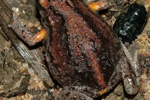 Major Brood Frog