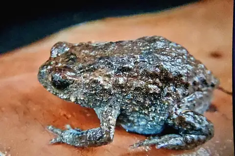 Western Brood Frog