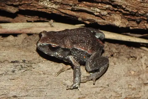 Copper-backed Brood Frog