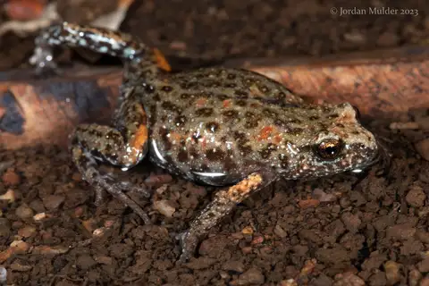 Centralian Ranges Brood Frog