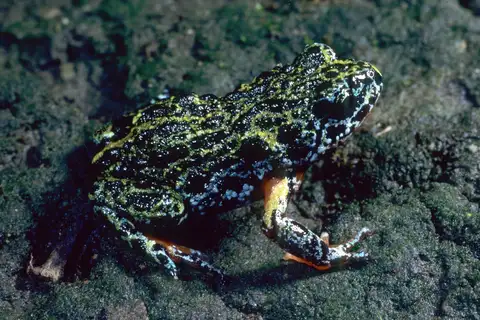 Southern Brood Frog