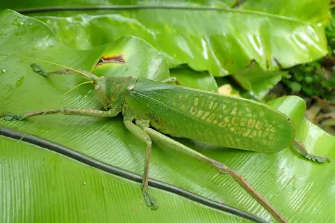 Pseudophyllanax imperialis