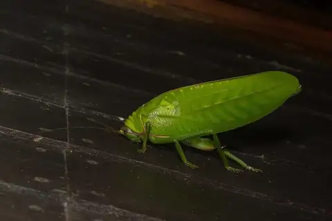 Pseudophyllus hercules