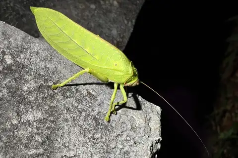 giant false-leaf katydid