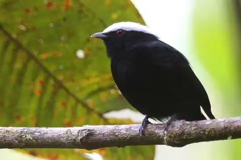 White-crowned Manakin