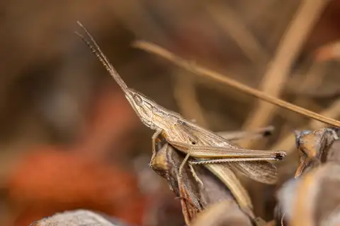 Bunch Grass Locust