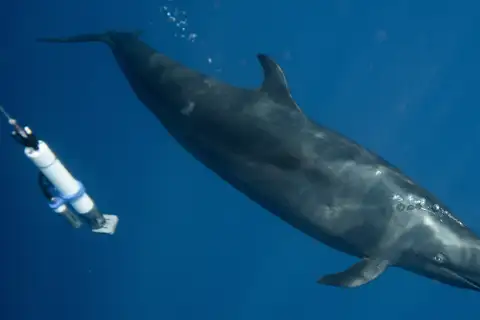 False Killer Whale