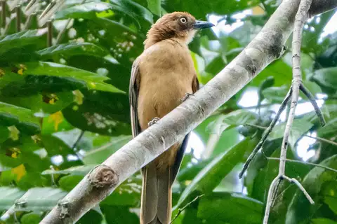 Rusty Pitohui
