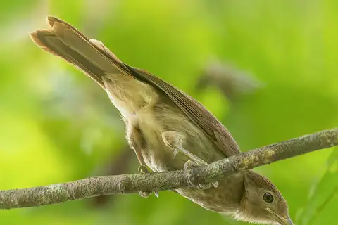 White-bellied Pitohui