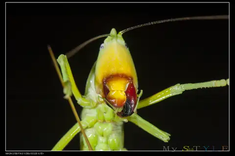 Pseudorhynchus gigas