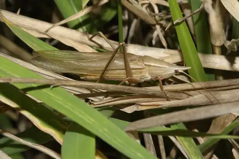 Lesson's Mimicking Snout-nose