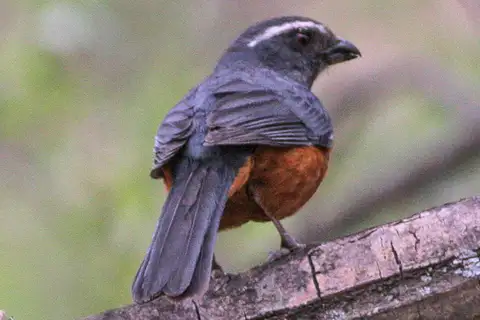 Rufous-bellied Mountain Tanager