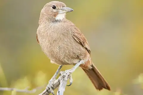 White-throated Cacholote