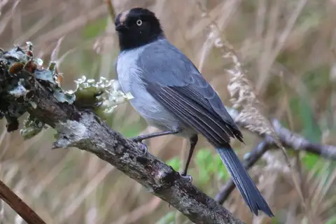 Black-headed Hemispingus