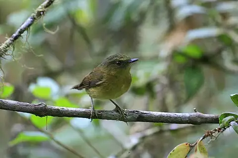 Bronze-olive Pygmy Tyrant