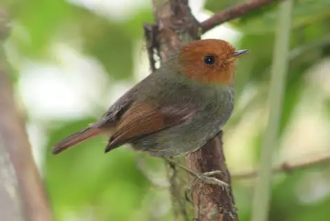 Rufous-headed Pygmy Tyrant