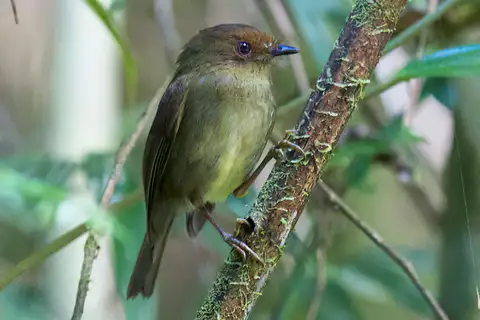 Hazel-fronted Pygmy Tyrant