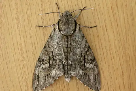 Australasian Privet Hawkmoth