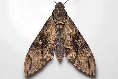 Psilogramma discistriga