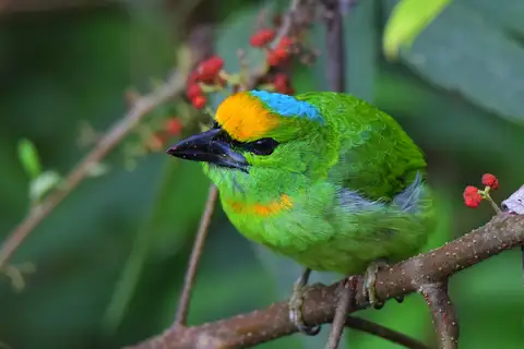 Flame-fronted Barbet