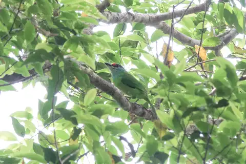 Turquoise-throated Barbet