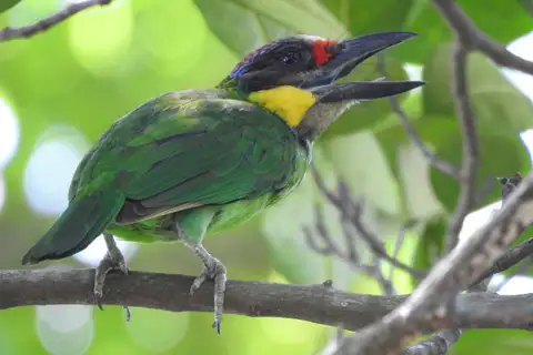 Golden-whiskered Barbet