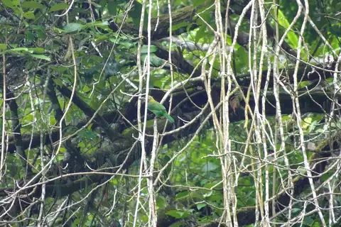 Brown-throated Barbet