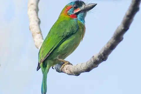 Blue-eared Barbet