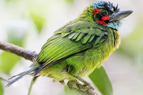 Black-eared Barbet