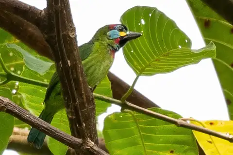 Bornean Barbet
