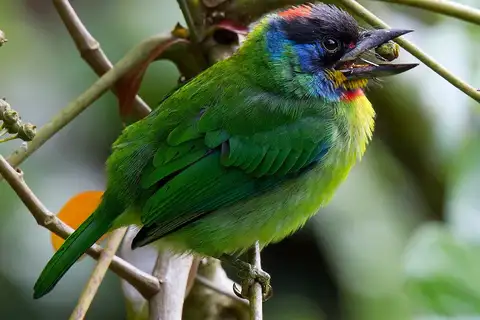 Chinese Barbet