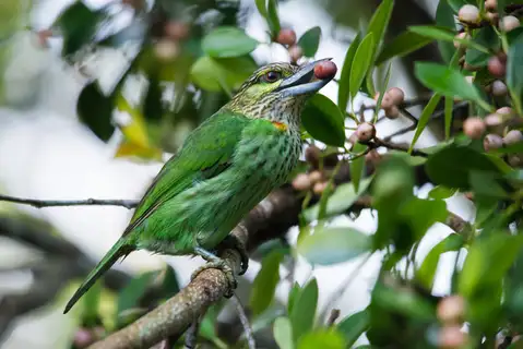 Green-eared Barbet