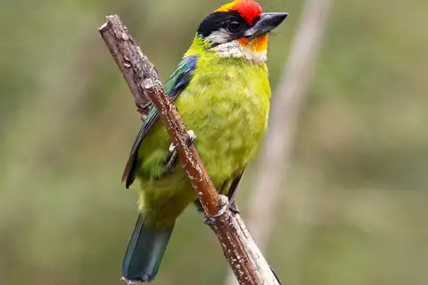 Golden-throated Barbet