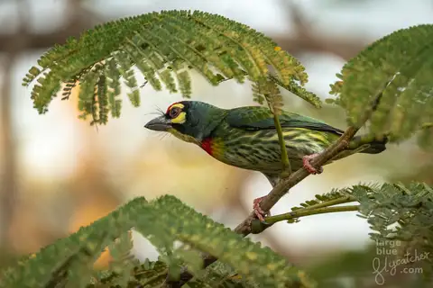 Coppersmith Barbet