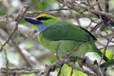 Yellow-crowned Barbet