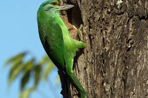 Moustached Barbet