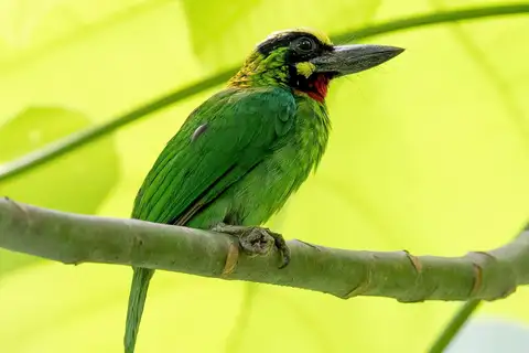 Black-banded Barbet
