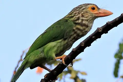 Lineated Barbet