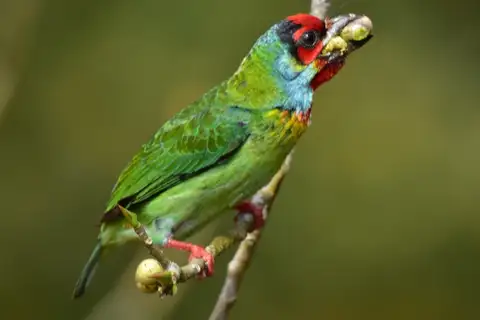 Malabar Barbet