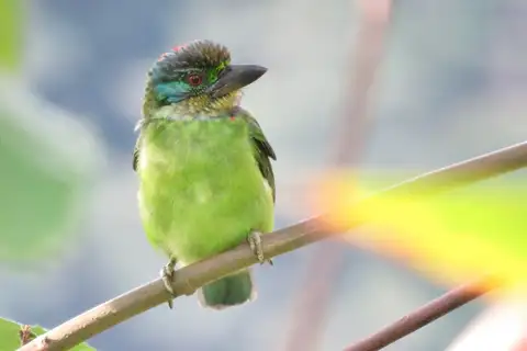 Mountain Barbet
