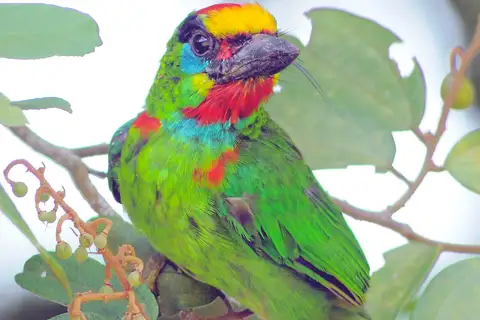 Red-throated Barbet