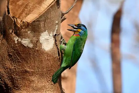Taiwan Barbet