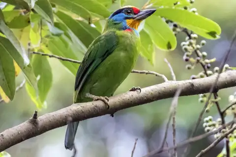 Black-browed Barbet