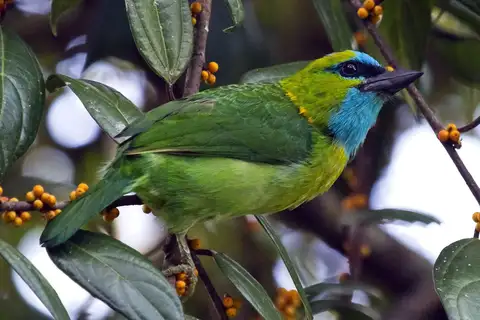 Golden-naped Barbet