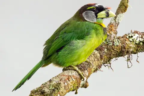 Fire-tufted Barbet